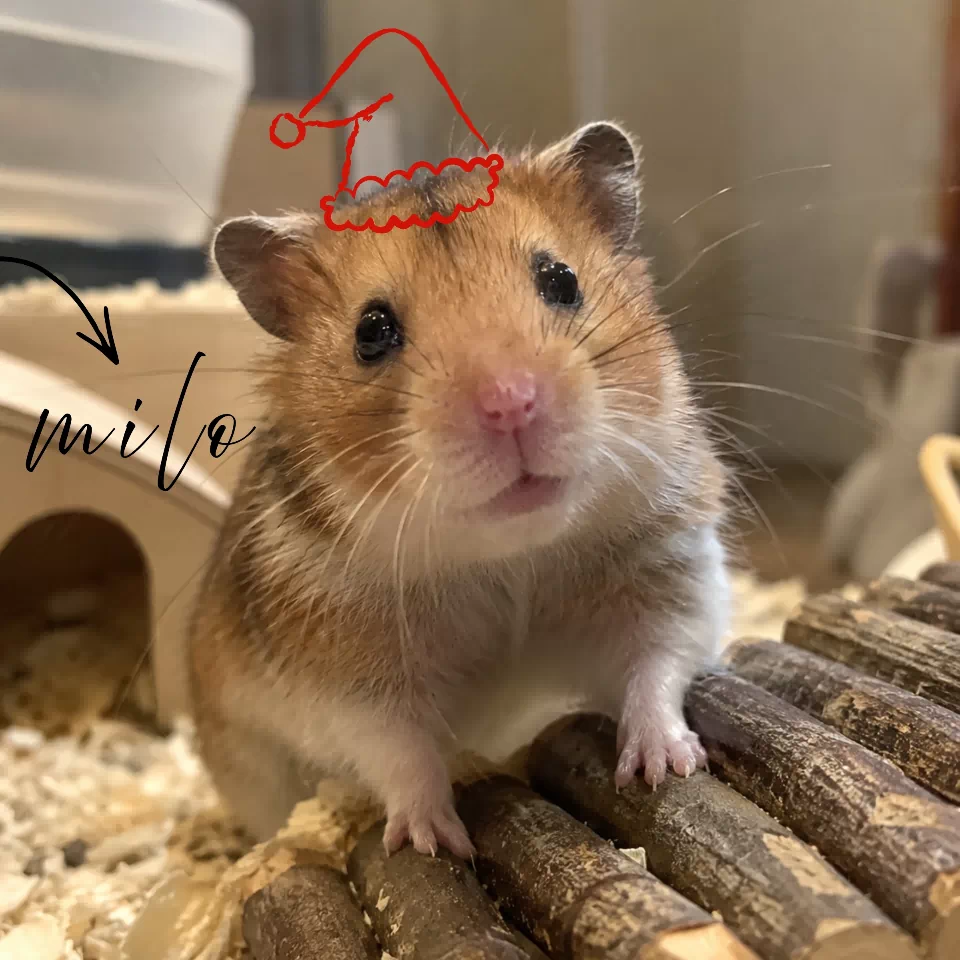 Milo